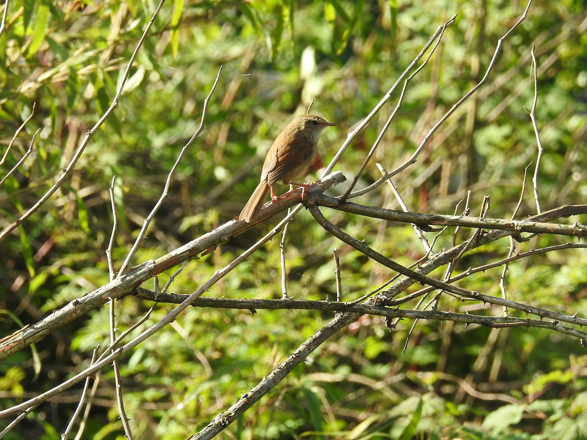 Brownish-flanked Bush Warbler - ML621074700