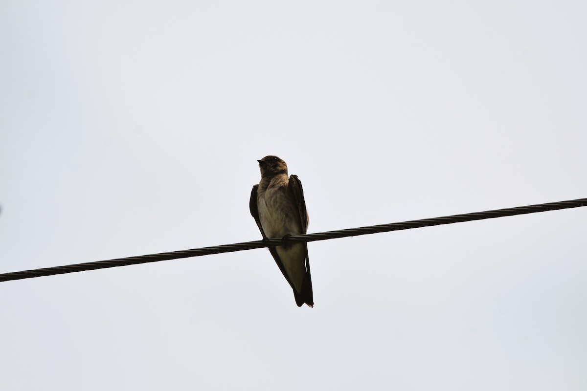 Northern Rough-winged Swallow - ML621074711