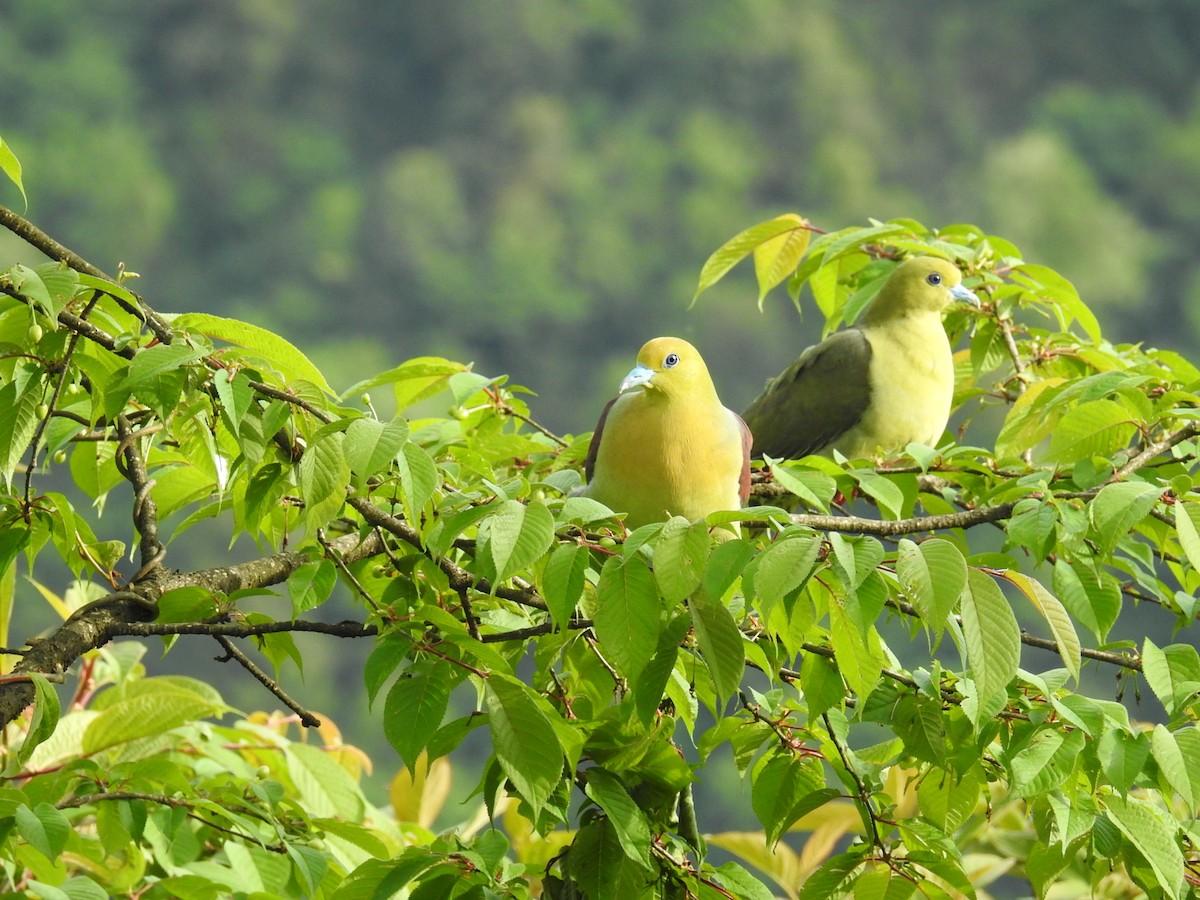 Wedge-tailed Green-Pigeon - ML621074722