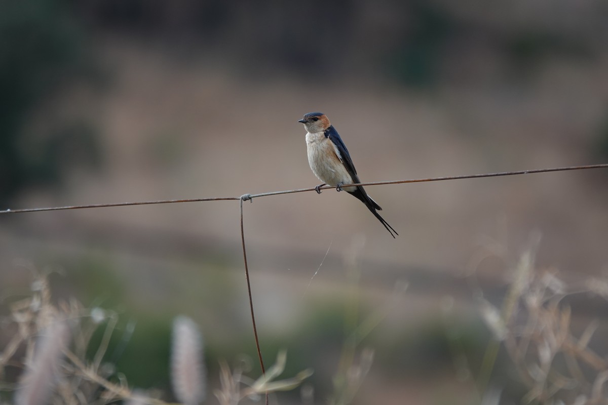 Red-rumped Swallow - ML621074728