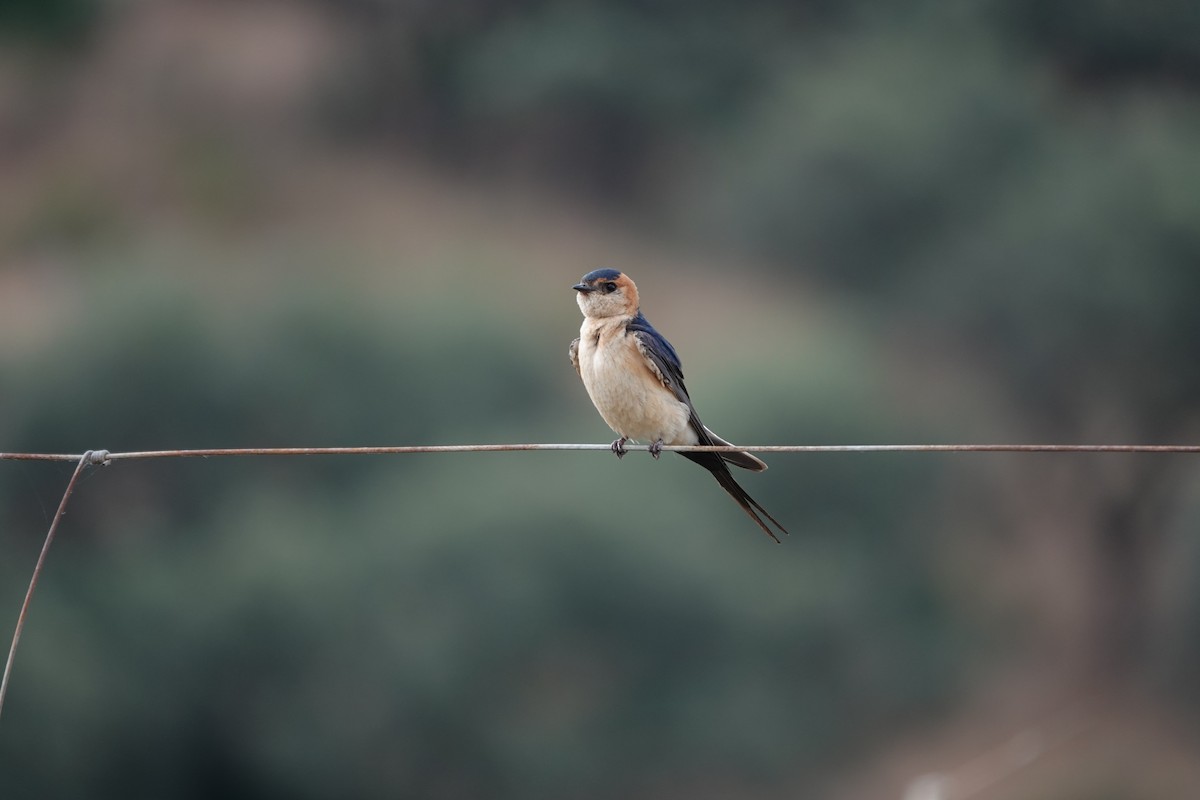 Red-rumped Swallow - ML621074729