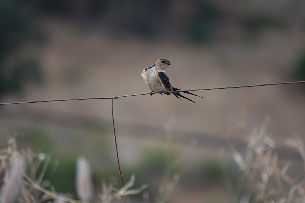 Red-rumped Swallow - ML621074730