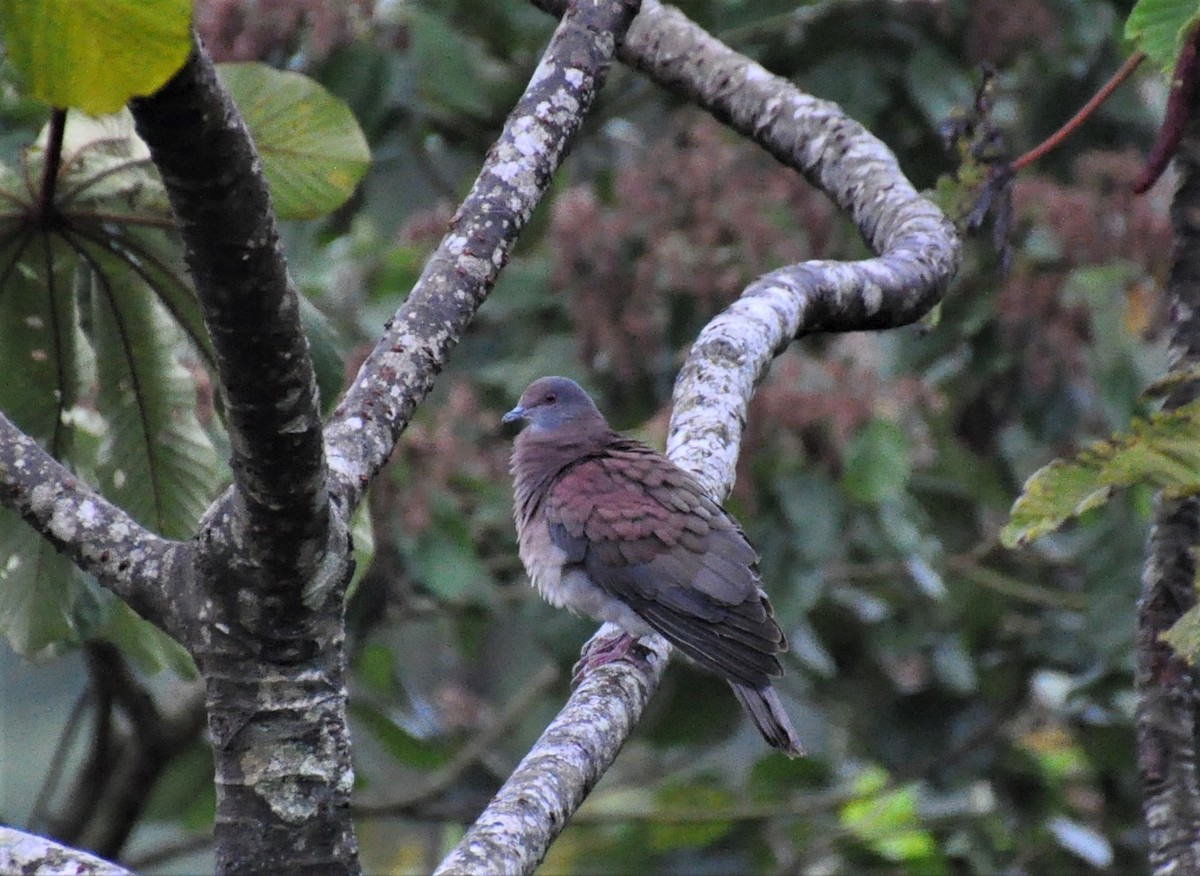 holub středoamerický - ML621074752