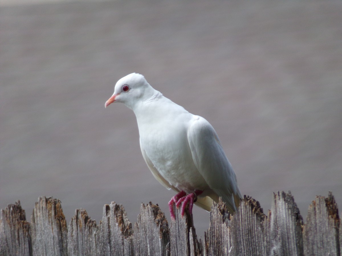 Сизый голубь (Одомашненного типа) - ML621074760
