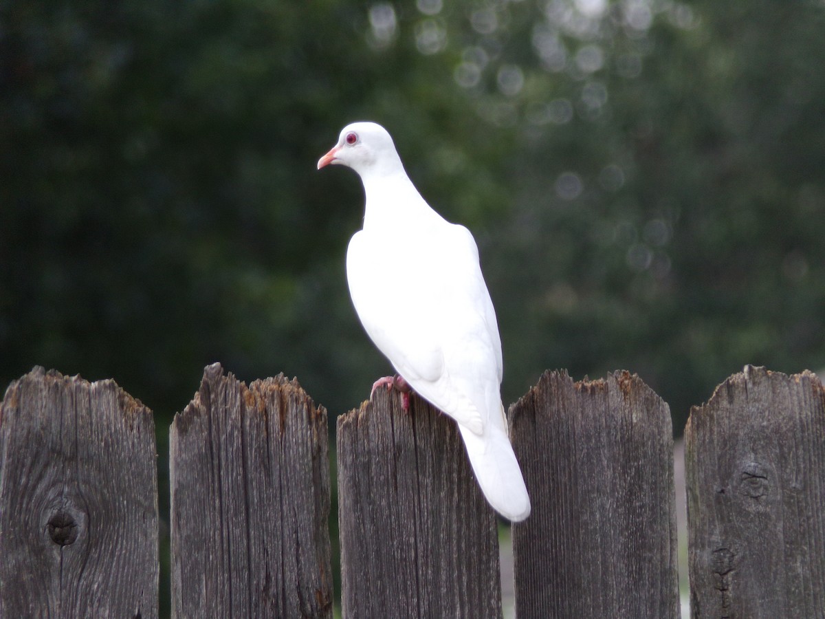 Сизый голубь (Одомашненного типа) - ML621074761