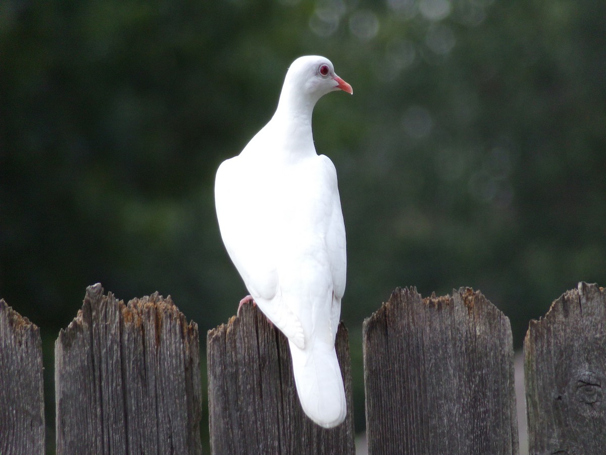 Сизый голубь (Одомашненного типа) - ML621074763