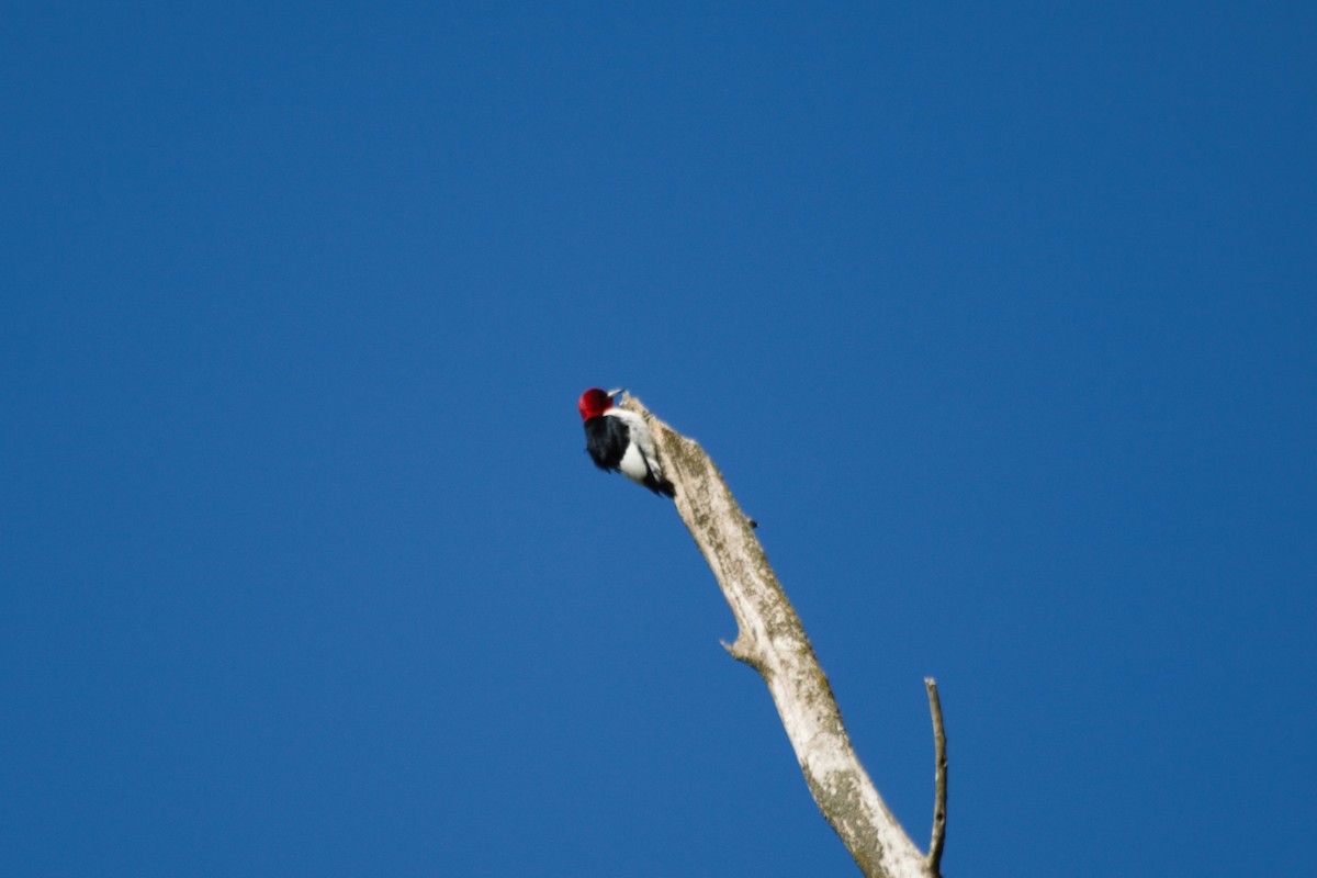 Red-headed Woodpecker - ML621074766