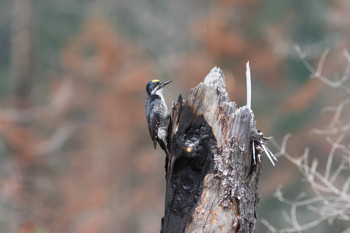Black-backed Woodpecker - ML621074771