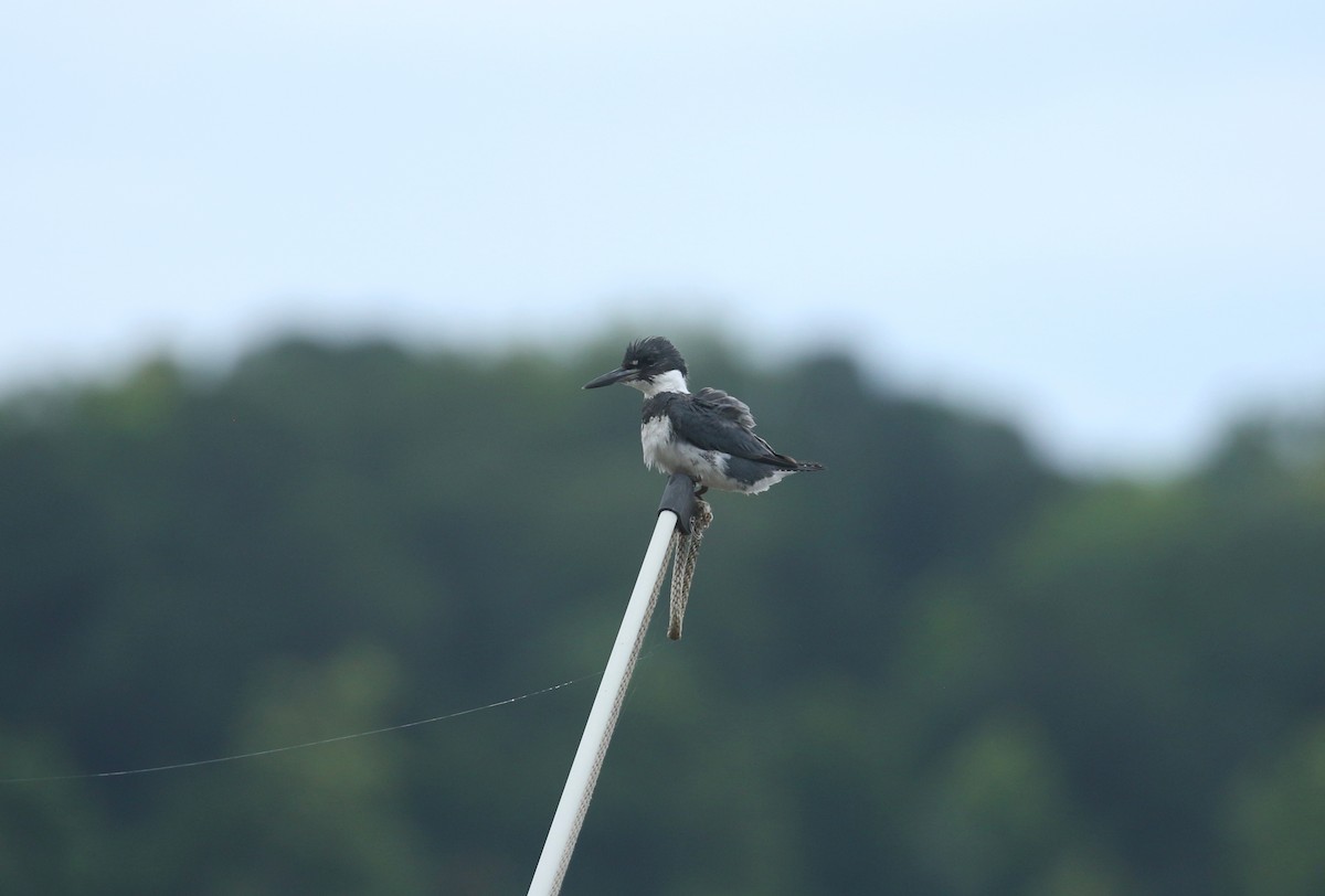 Belted Kingfisher - ML621074837