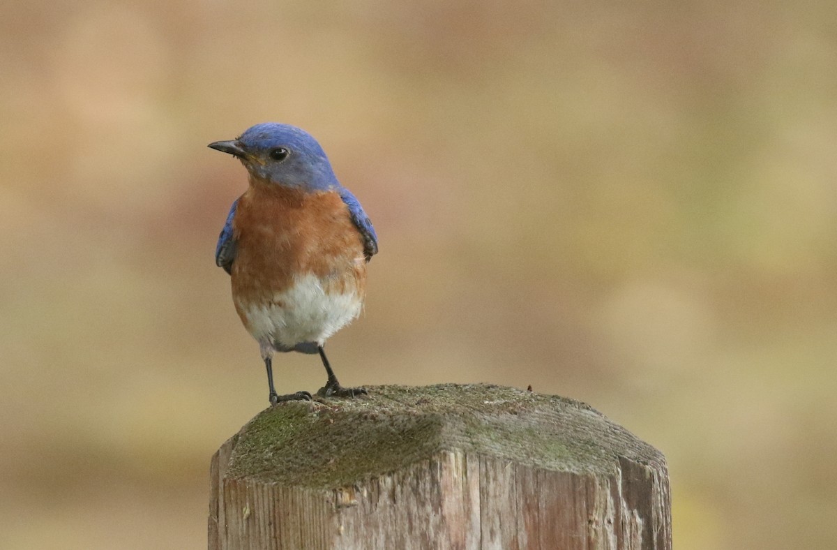 Eastern Bluebird - ML621074853