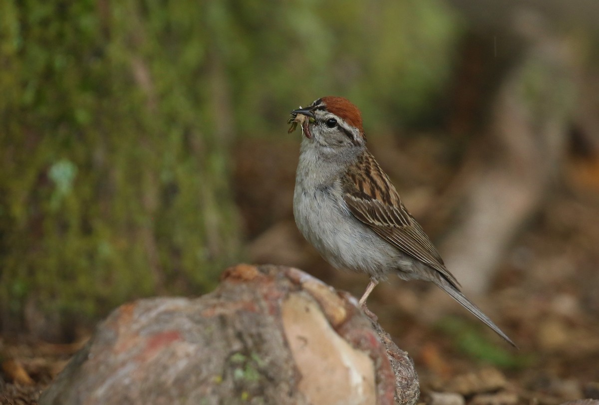Chipping Sparrow - ML621074855