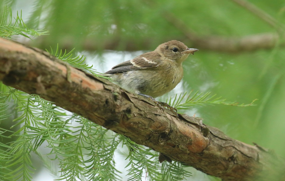 Pine Warbler - ML621074856