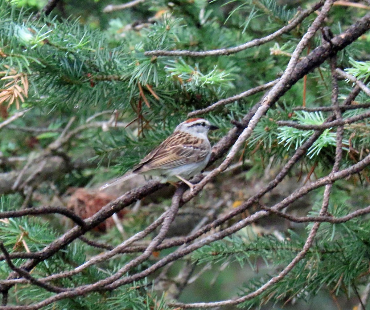 Chipping Sparrow - ML621074883
