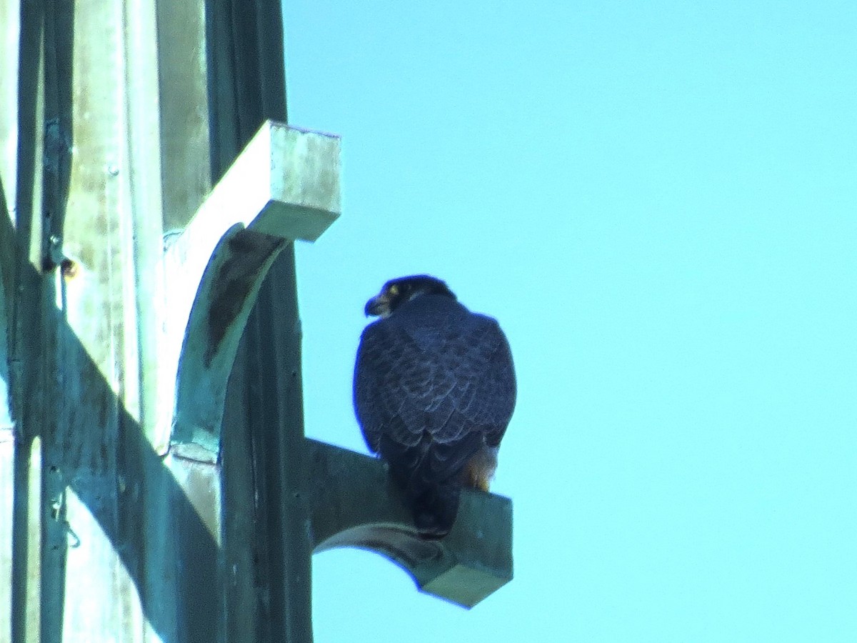 Peregrine Falcon - ML621074909