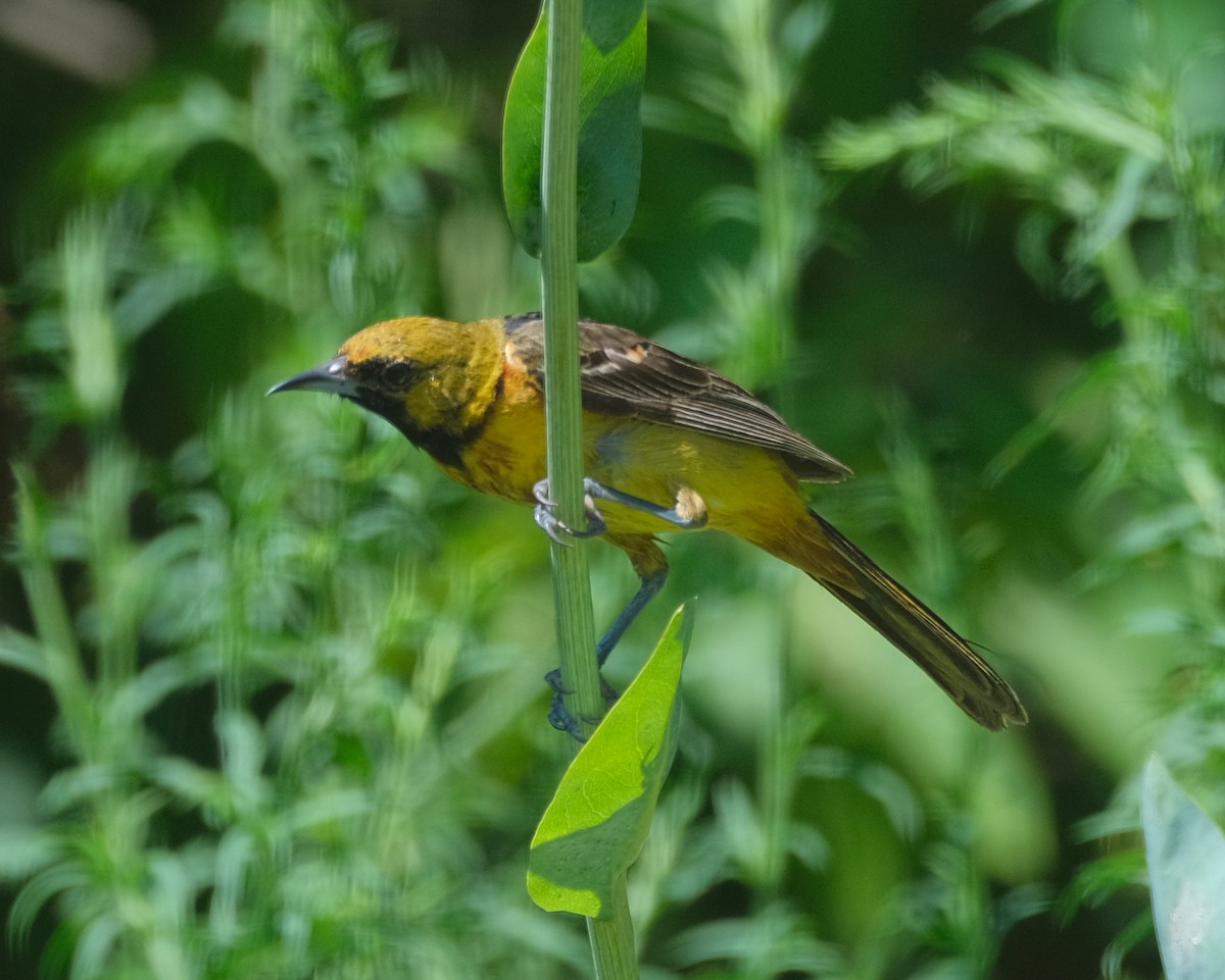 Orchard Oriole - ML621074923