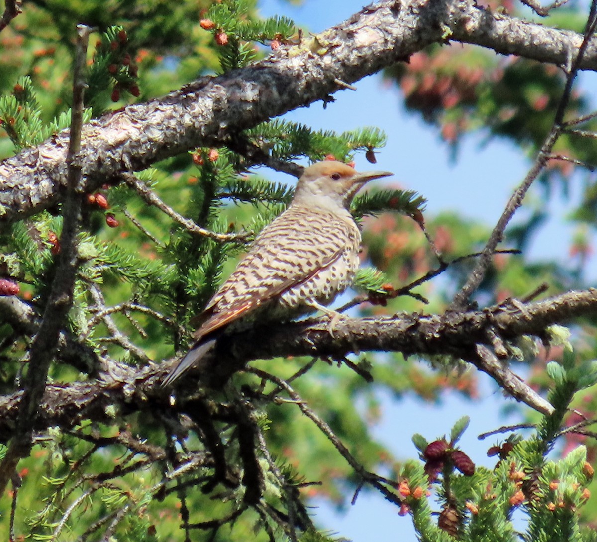 Northern Flicker (Red-shafted) - ML621074924