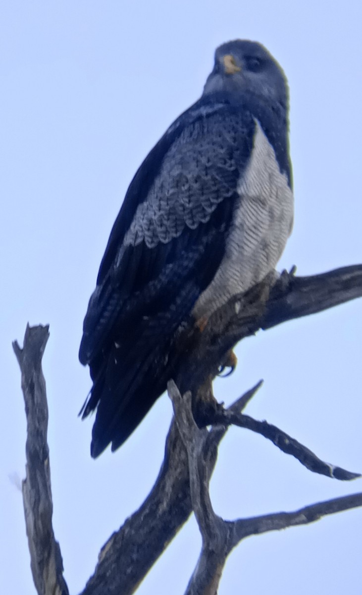 Black-chested Buzzard-Eagle - ML621074927