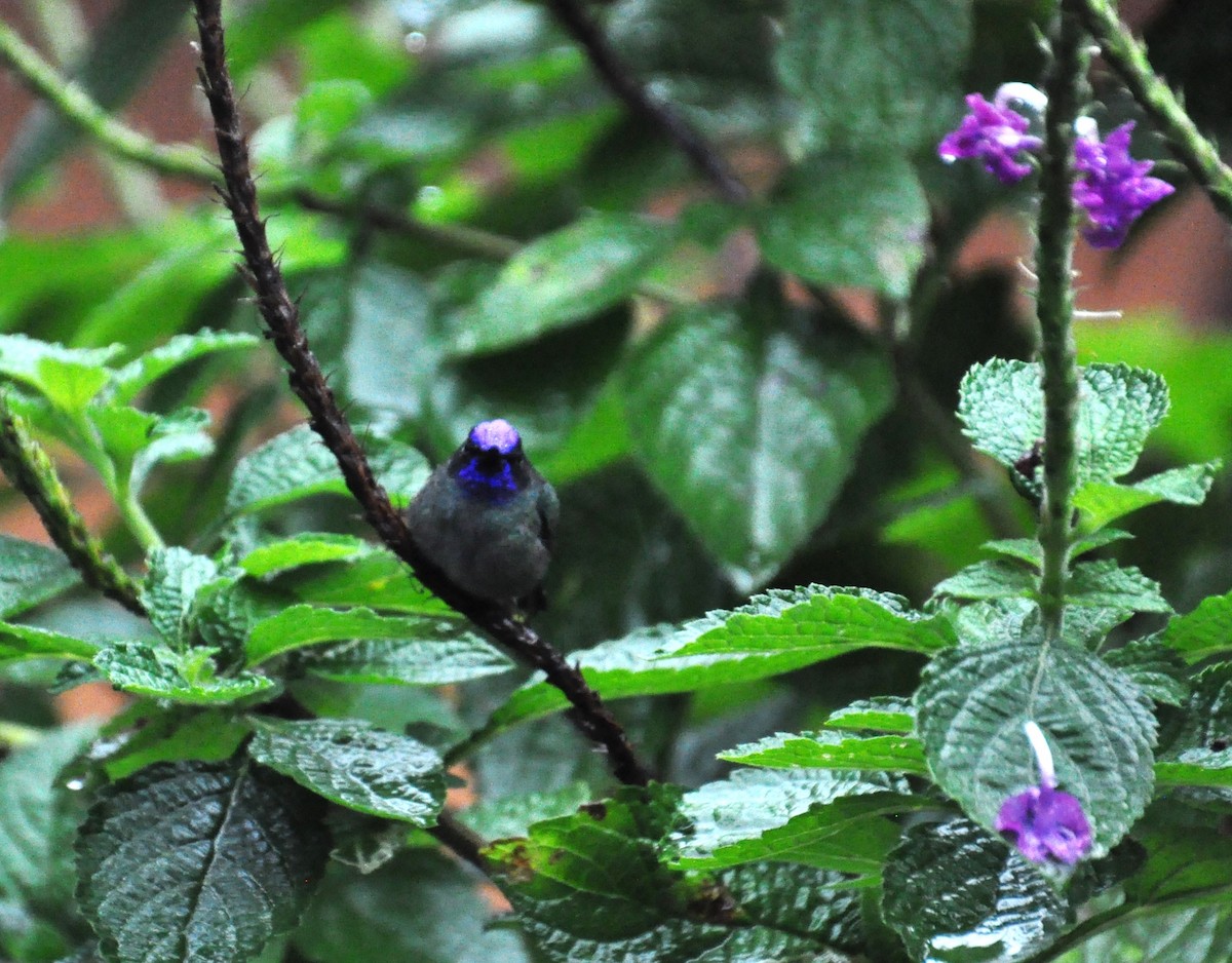 kolibřík fialovohlavý - ML621074933