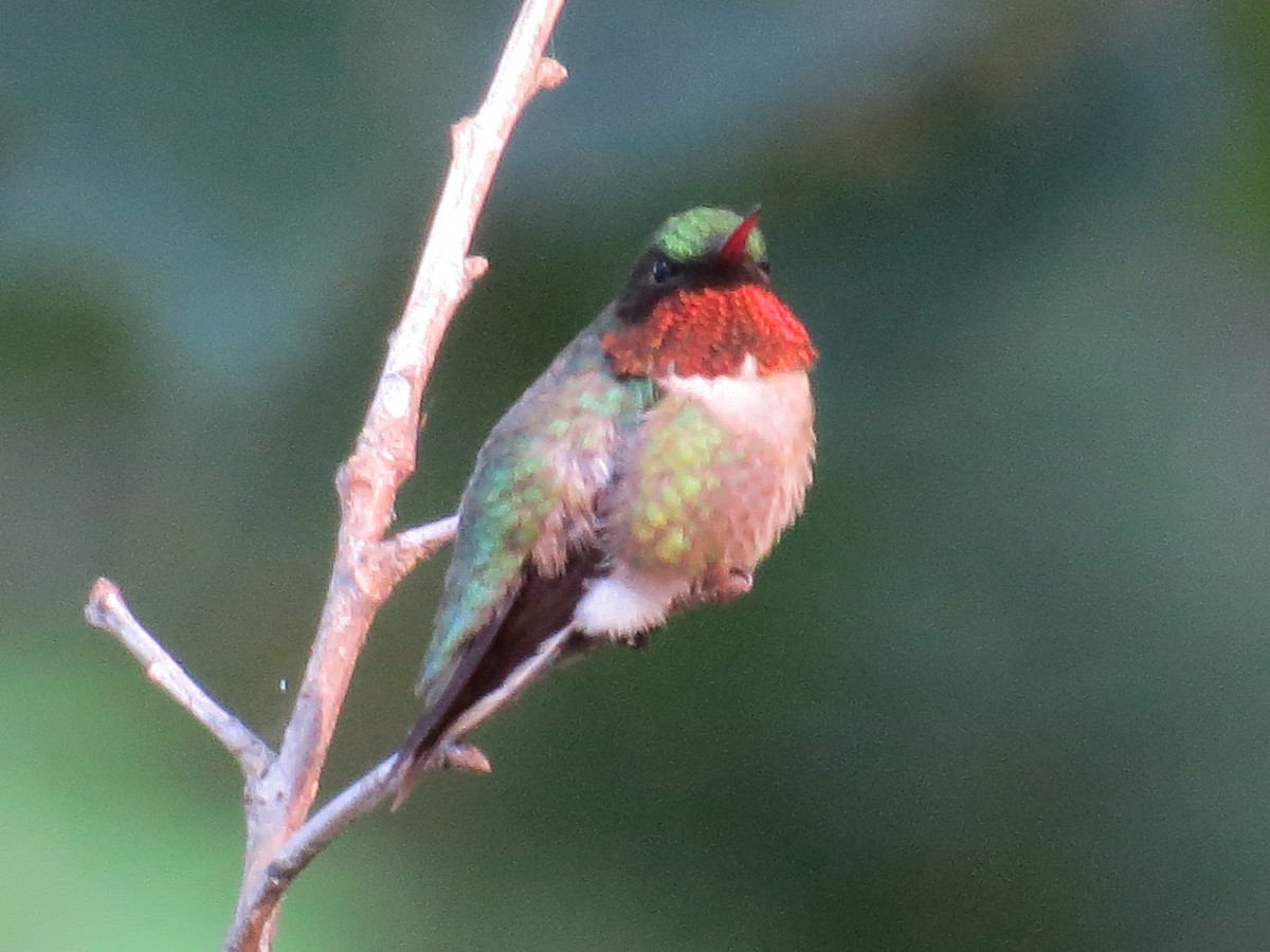 Ruby-throated Hummingbird - ML621074943