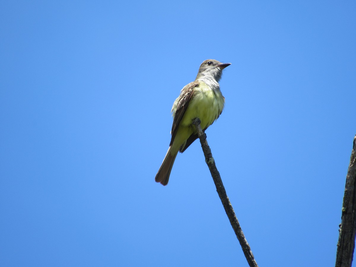 Great Crested Flycatcher - ML621074958