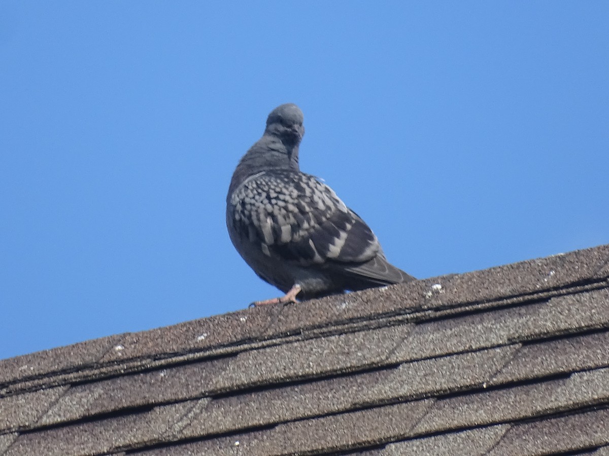 Rock Pigeon (Feral Pigeon) - ML621074988