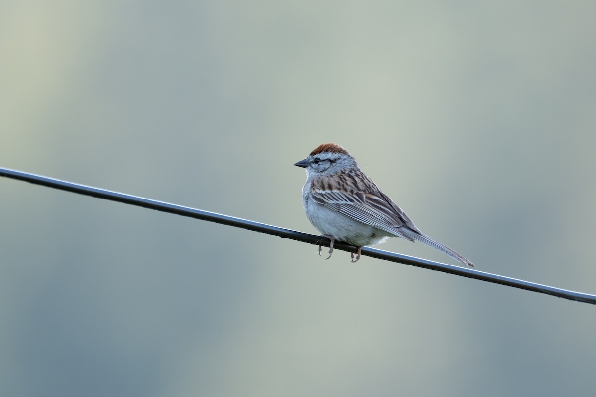 Chipping Sparrow - ML621074999