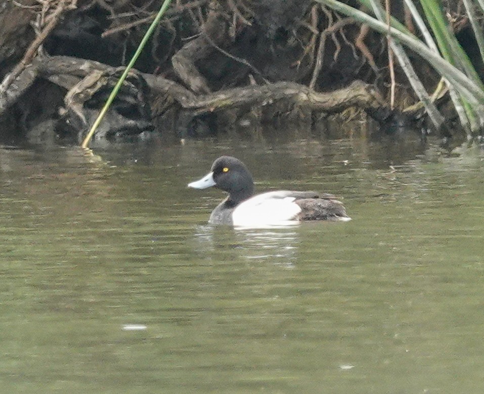 Greater Scaup - ML621075038