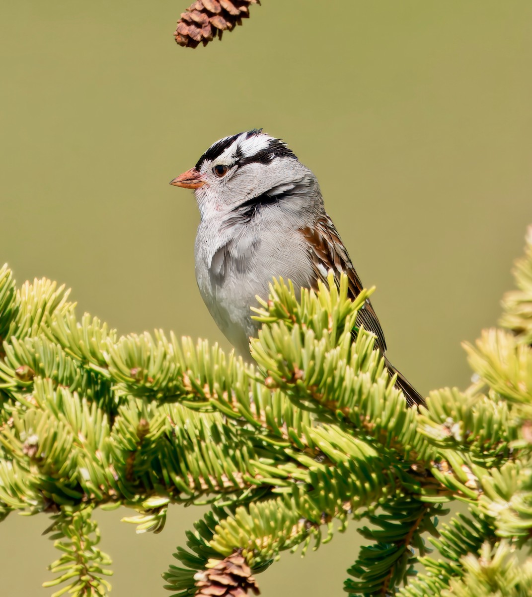 White-crowned Sparrow - ML621075093