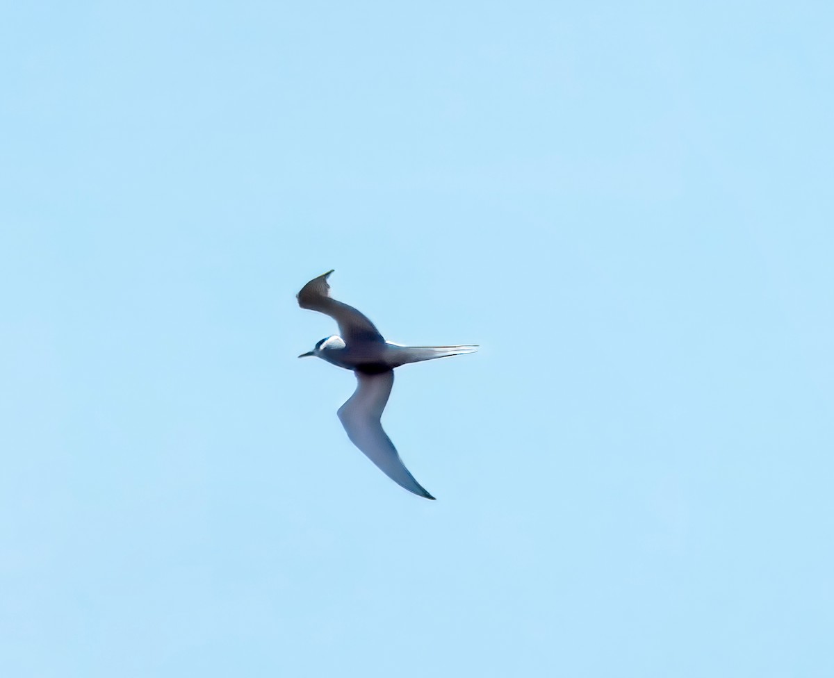 Long-tailed Jaeger - ML621075098