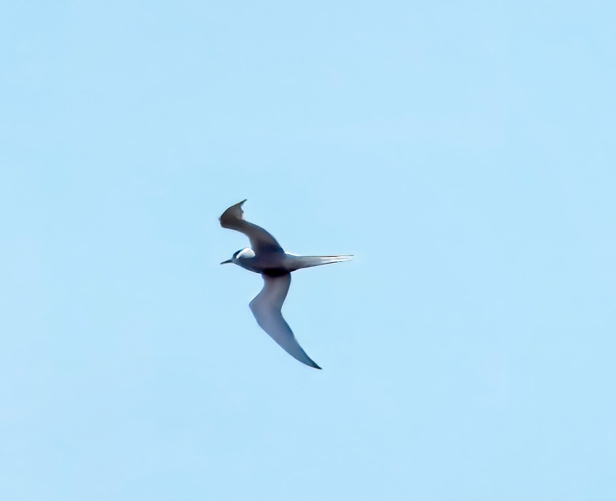 Arctic Tern - ML621075098