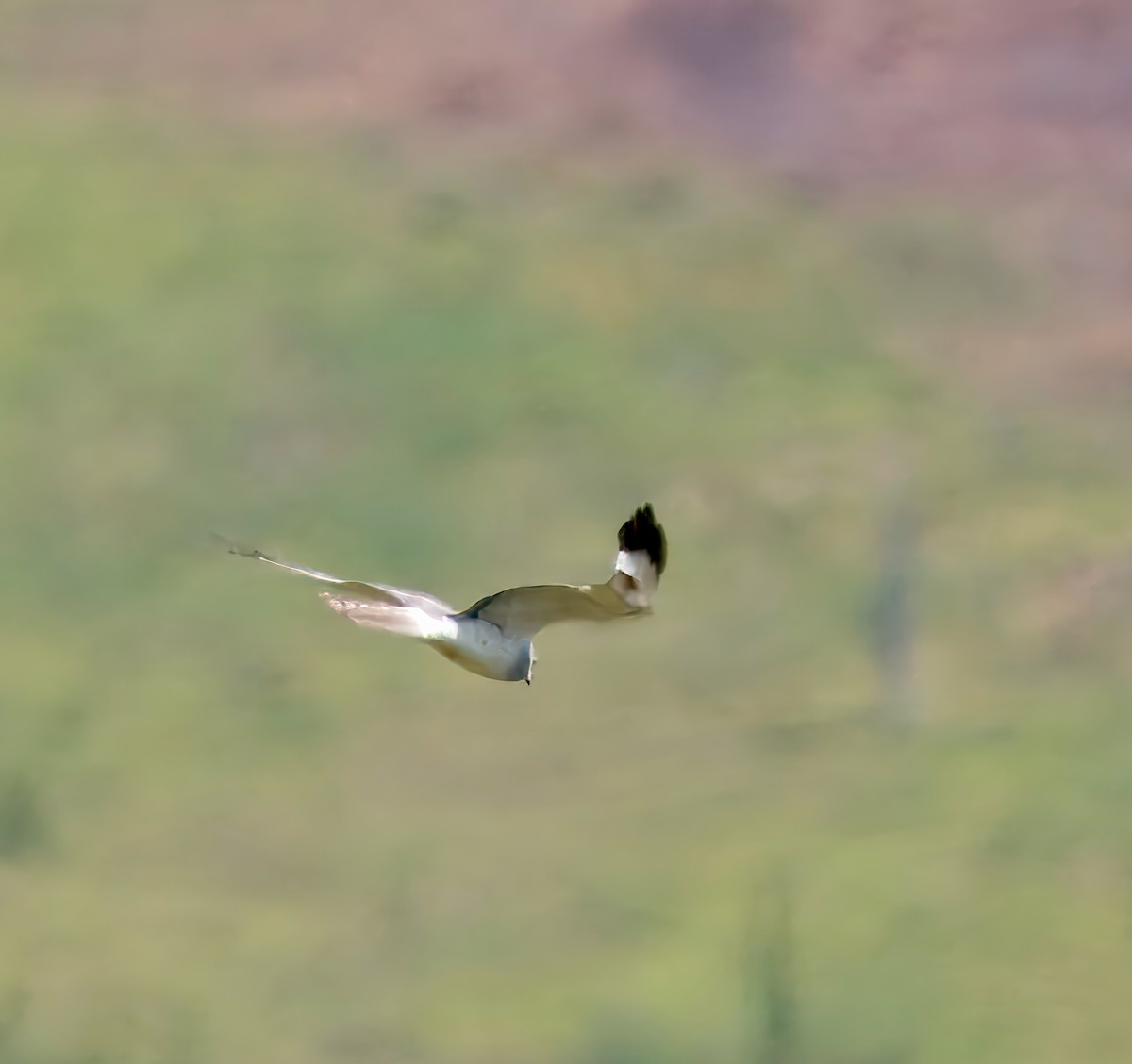 Long-tailed Jaeger - ML621075099