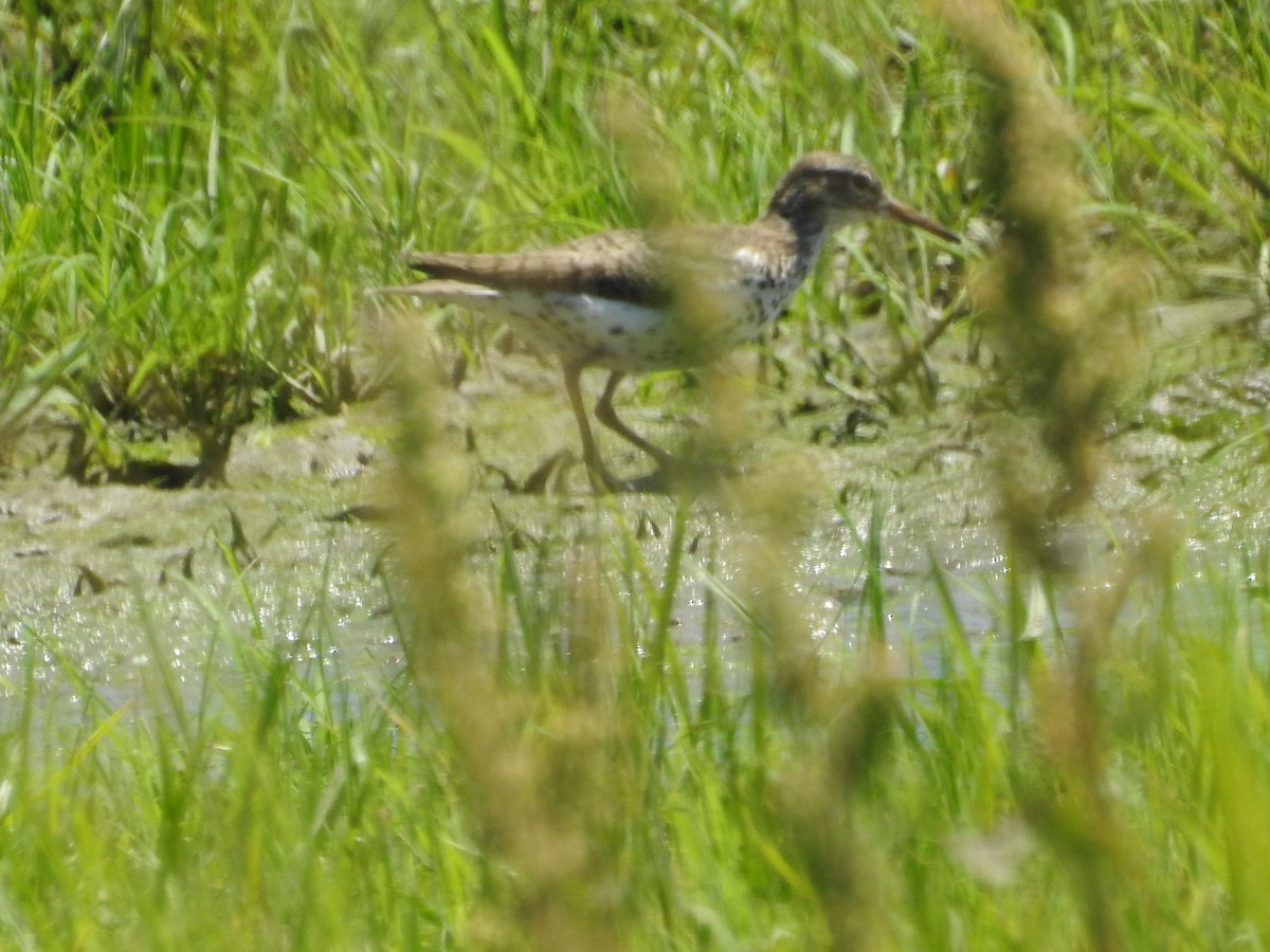 Spotted Sandpiper - ML621075117