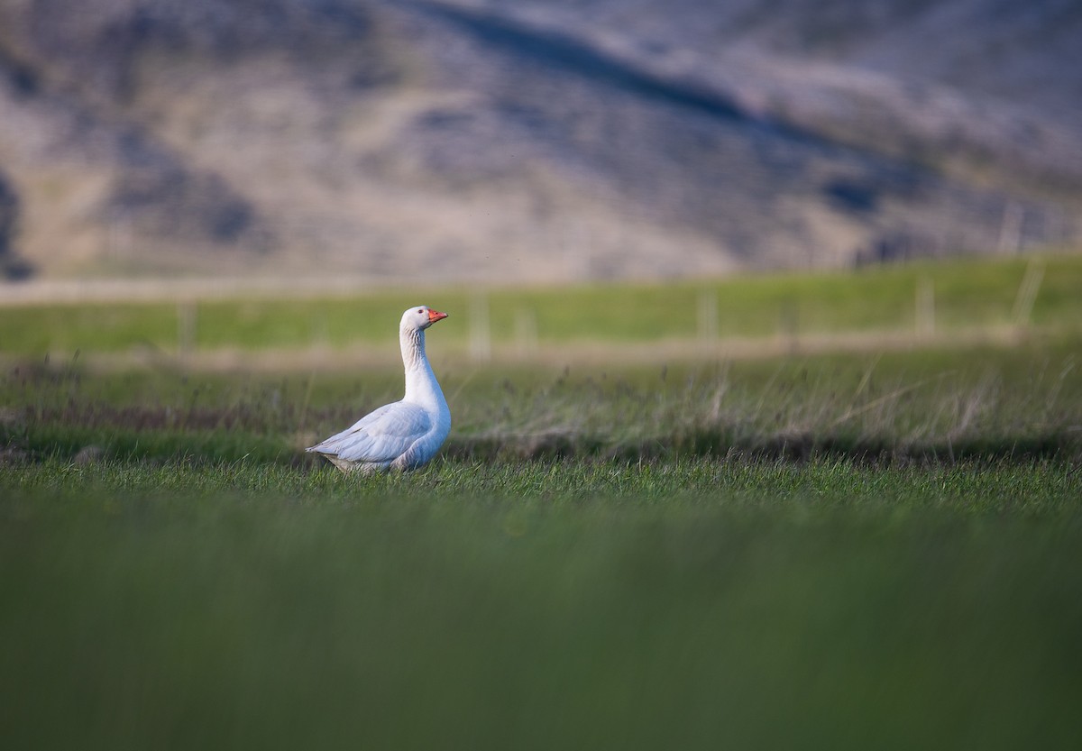 husa velká - ML621075124