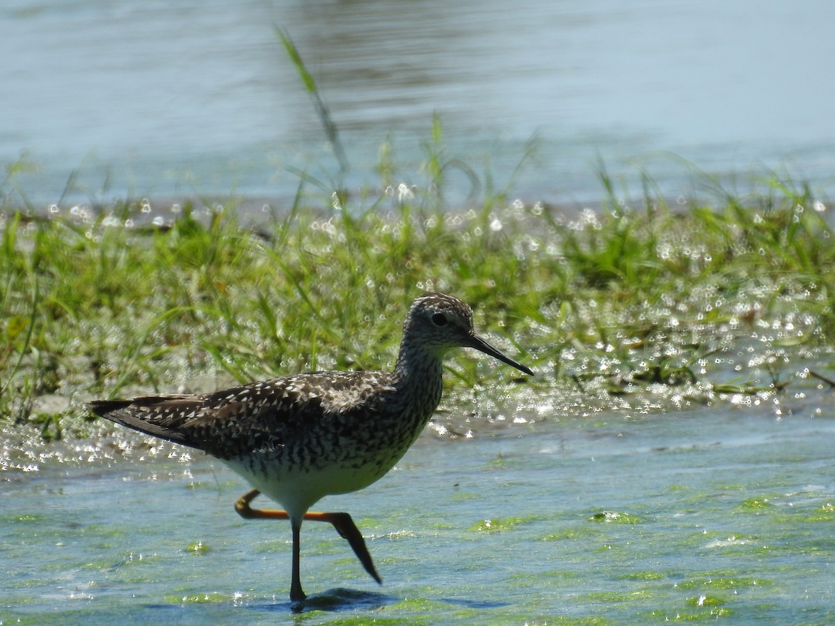 Lesser Yellowlegs - ML621075130