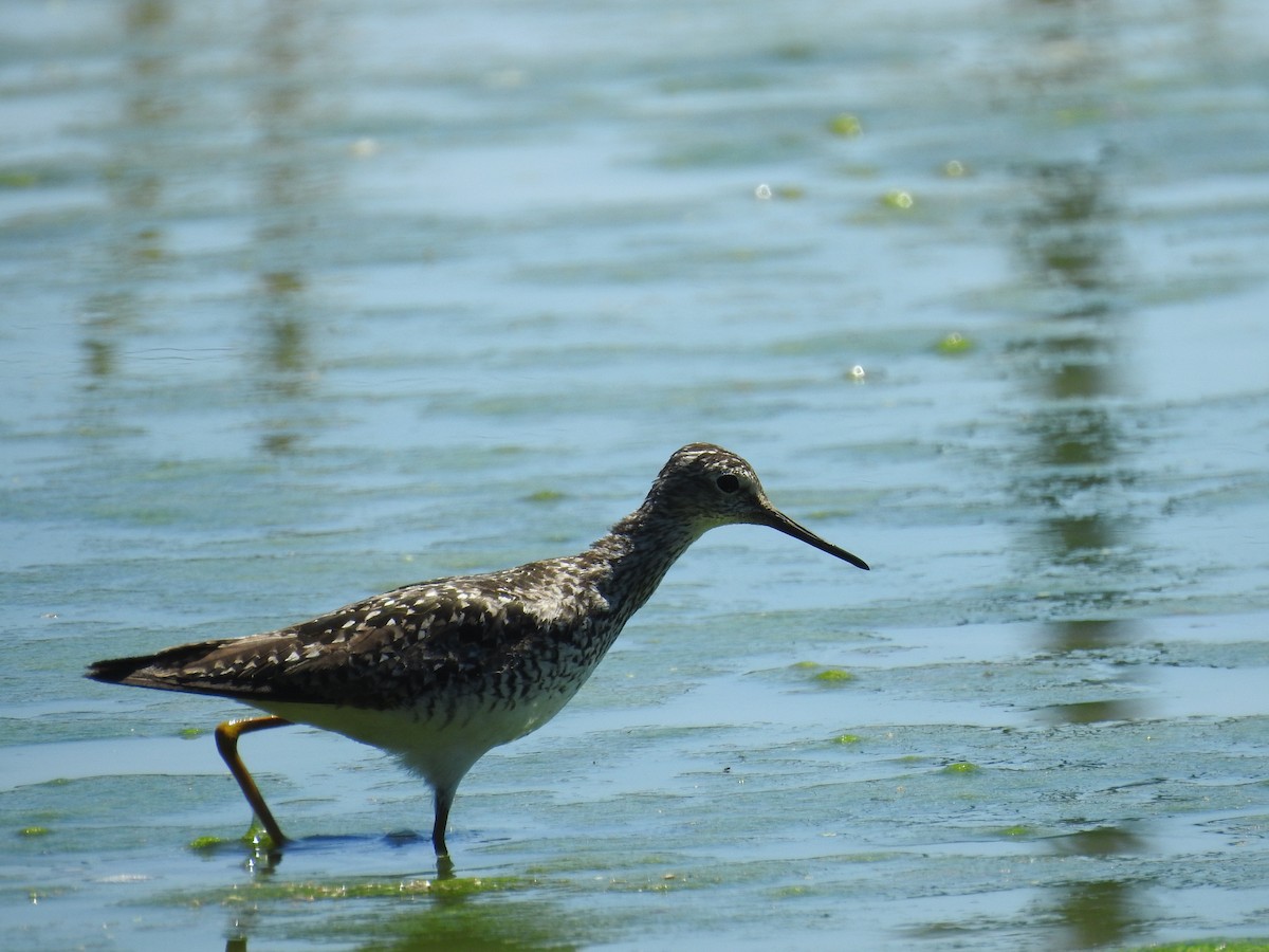 Lesser Yellowlegs - ML621075150