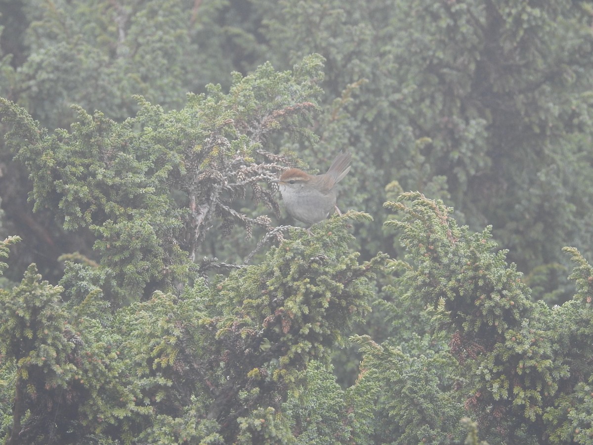 Chestnut-crowned Bush Warbler - ML621075158