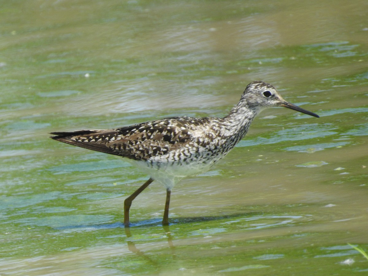 Lesser Yellowlegs - ML621075168
