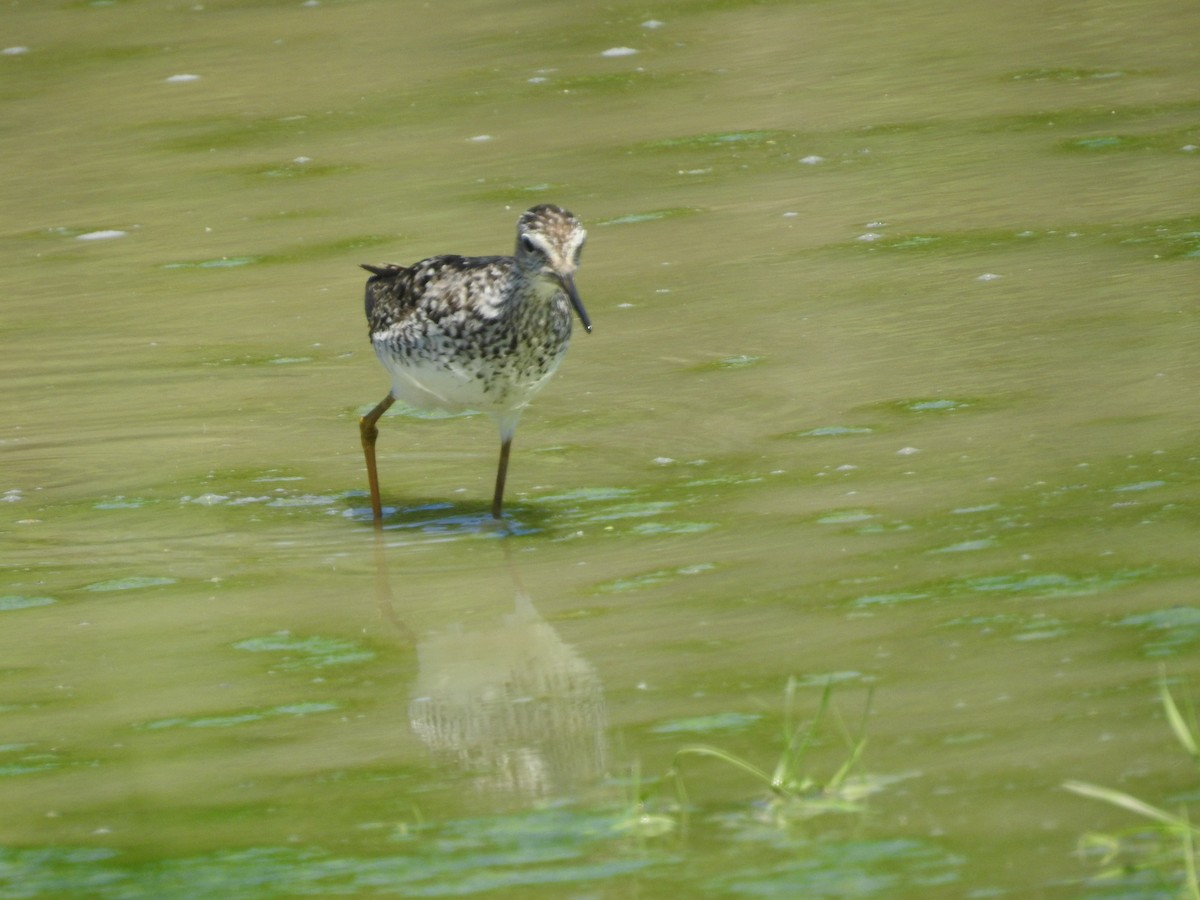Lesser Yellowlegs - ML621075181