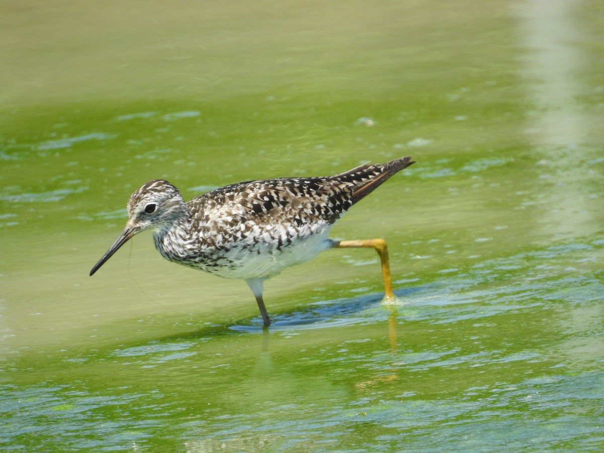 Lesser Yellowlegs - ML621075202