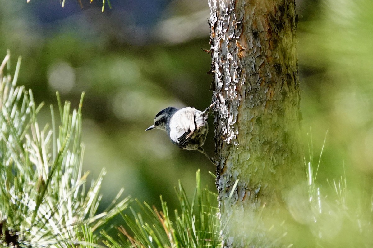 Corsican Nuthatch - ML621075203