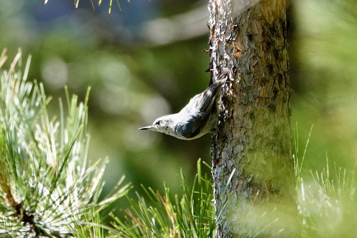 Corsican Nuthatch - ML621075204