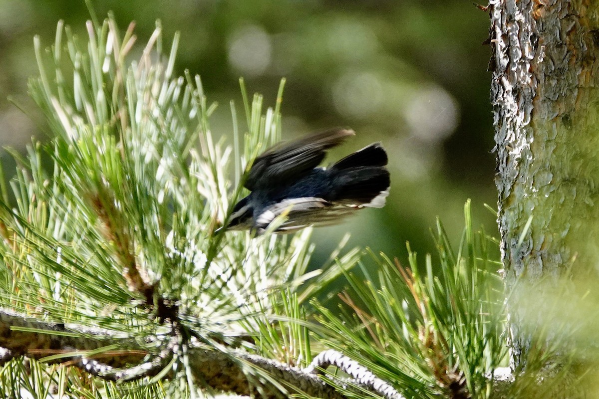 Corsican Nuthatch - ML621075205