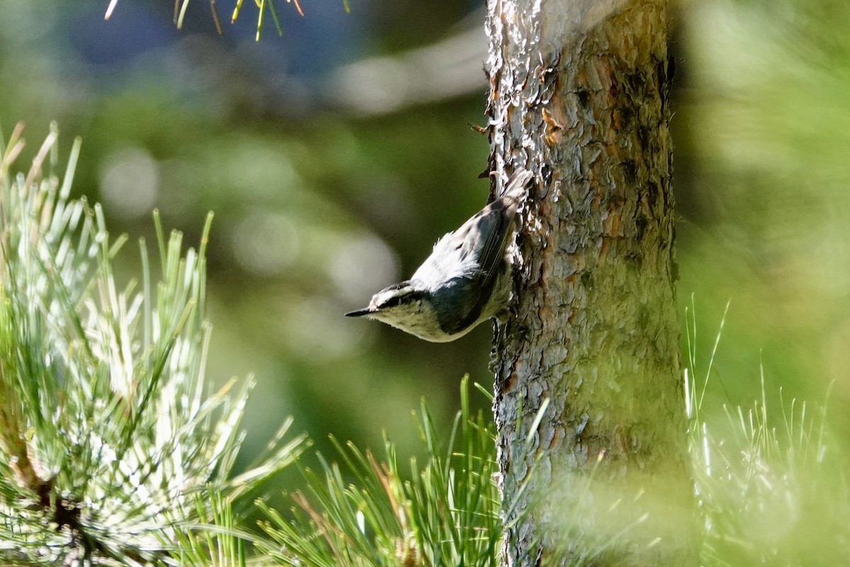 Corsican Nuthatch - ML621075206