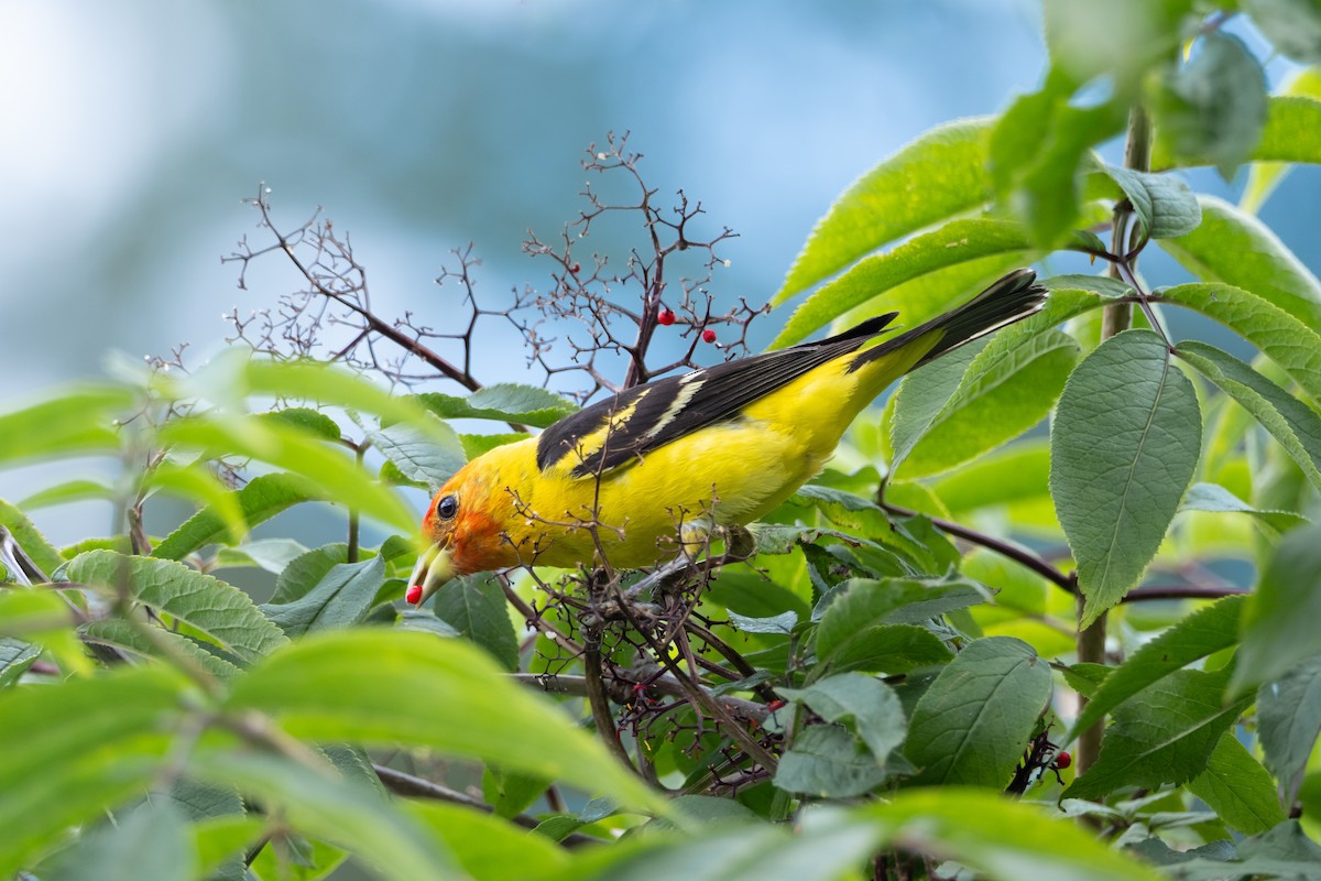 Western Tanager - ML621075216