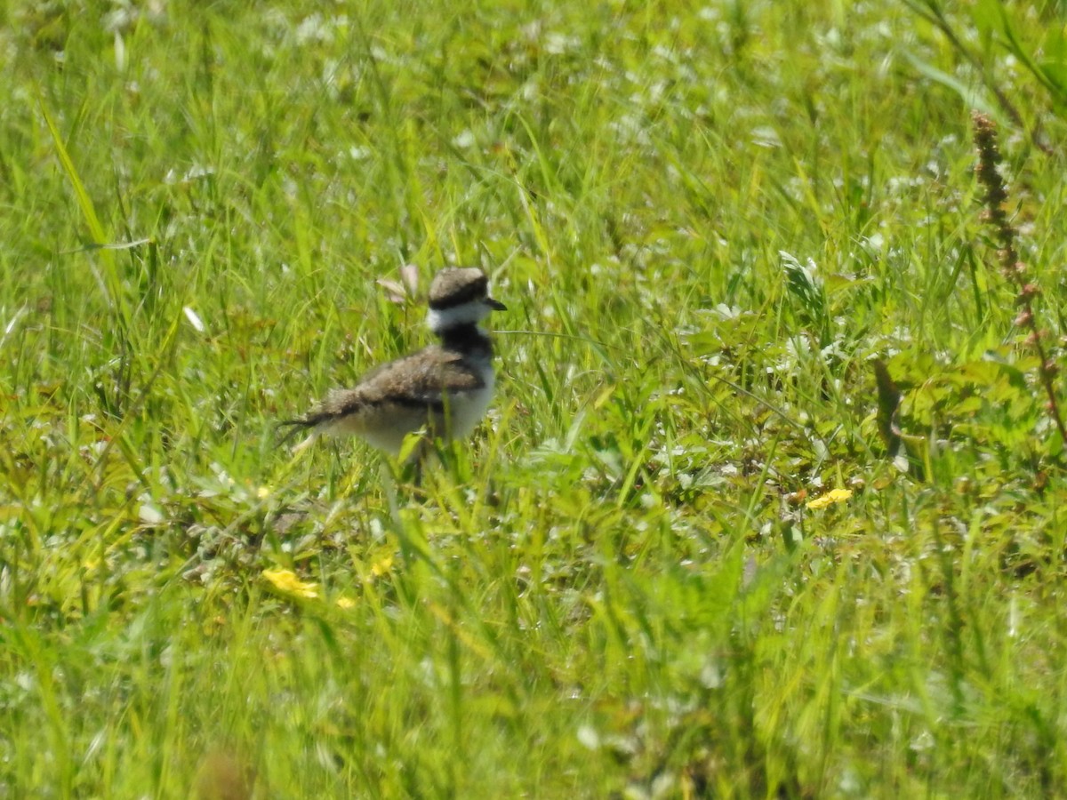 Killdeer - ML621075222