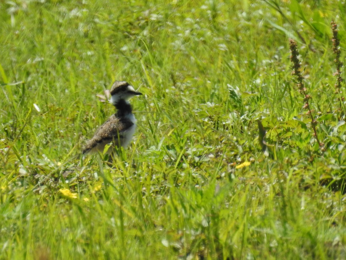 Killdeer - ML621075234