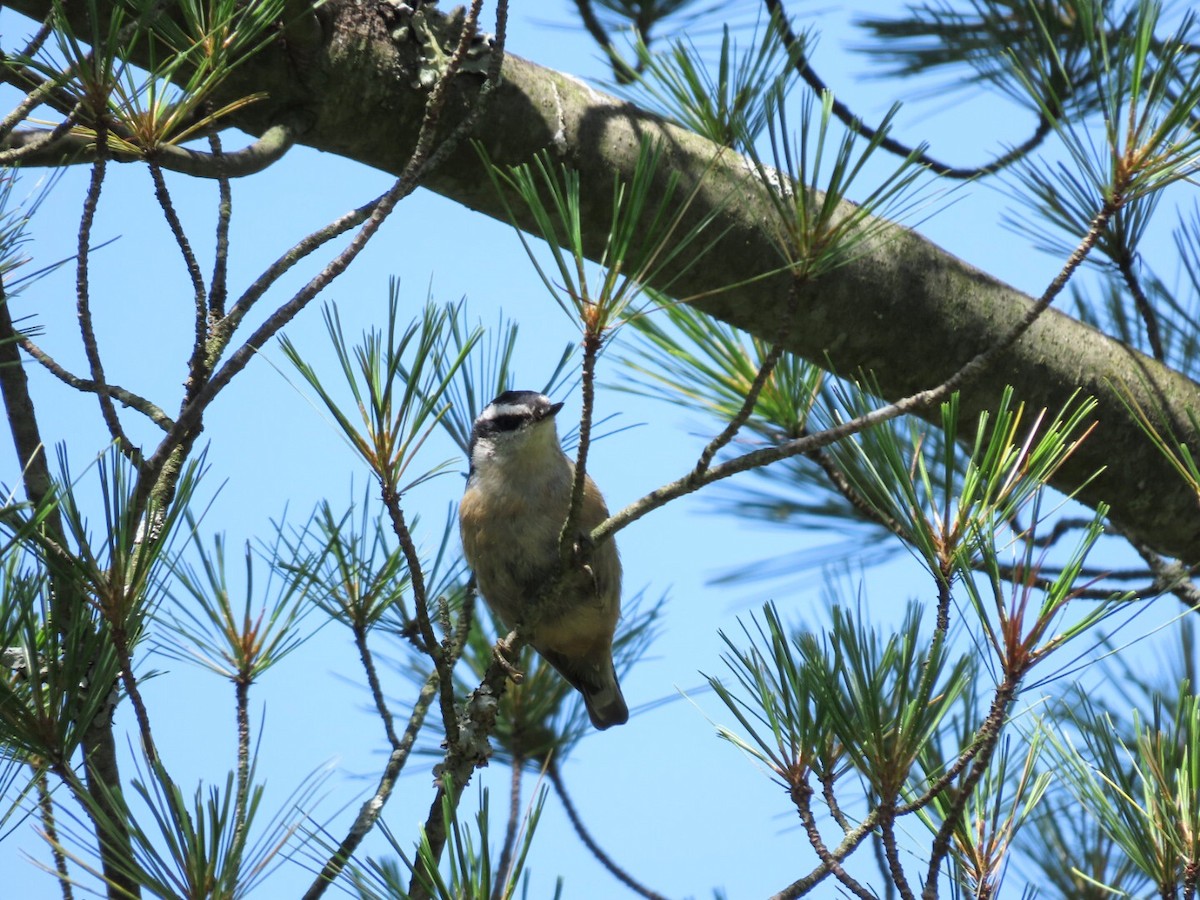 Red-breasted Nuthatch - ML621075250