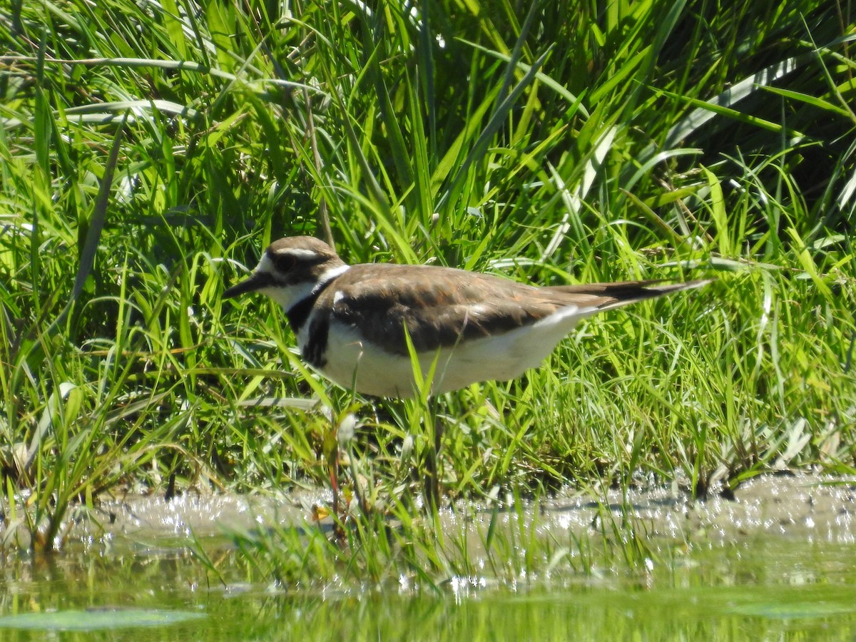 Killdeer - ML621075251