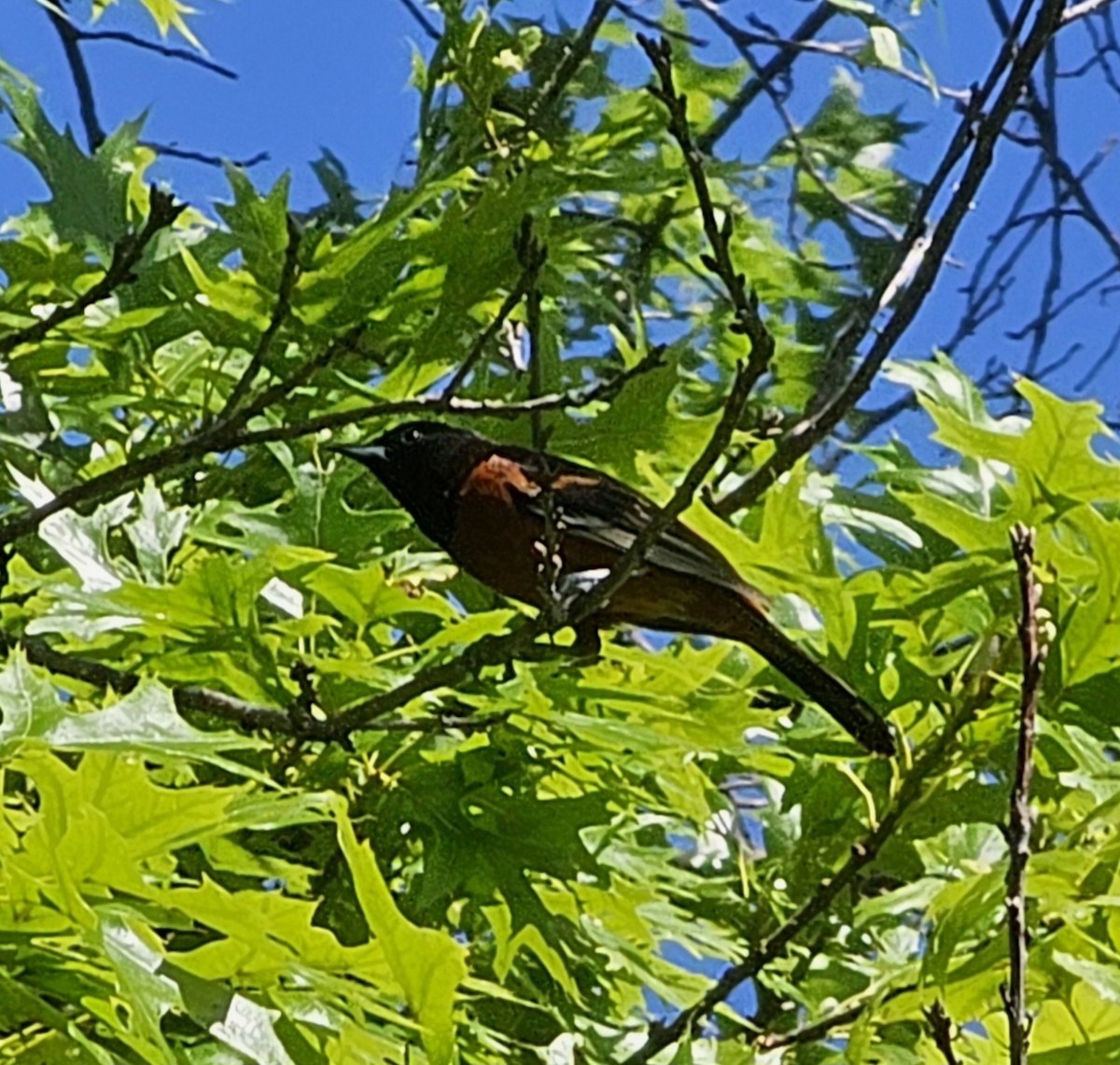 Orchard Oriole - ML621075275