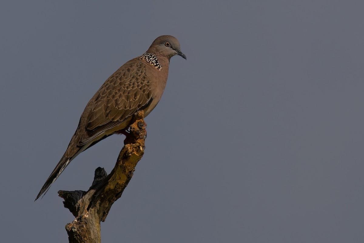 Spotted Dove (Eastern) - ML621075279